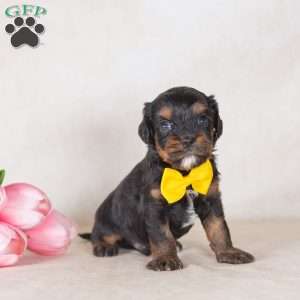 Gus, Bernedoodle-Munchkin Puppy